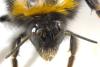 Bombus pratorum